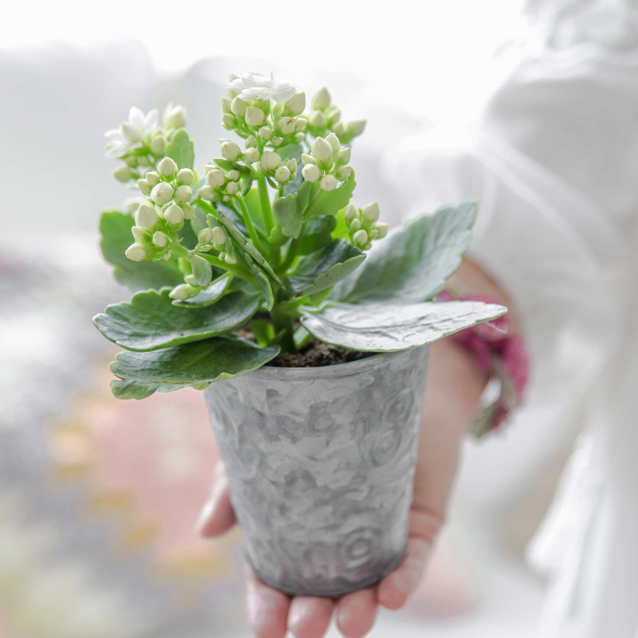 Blumentopf aus Blech mit einer romantischen Gravur passend für kleine Blumensträuße oder Pflanzen wie Geranien. Blumentopf im Shabby chic jetzt kaufen